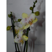 Phal. Bolgheri Lemon метелик