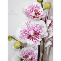 Phal. Bounty big lip
