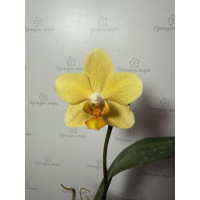 Phal. Little Emperor уцінка