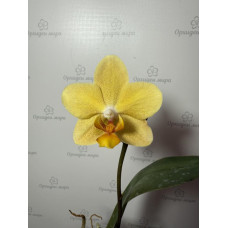 Phal. Little Emperor уцінка