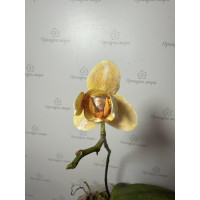 Phal. Little Emperor peloric уцінка