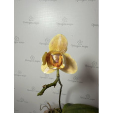 Phal. Little Emperor peloric уцінка