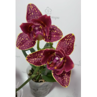 Phal. I-Hsin Claire 551 peloric 