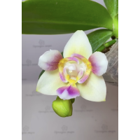 Phal. SWR Snowflake Yangs peloric