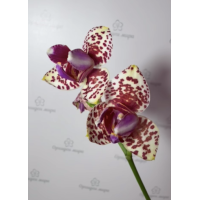 Phal. Yaphon Goldrose peloric