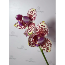 Phal. Yaphon Goldrose peloric