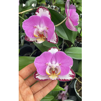 Phal. Strawberry Chocolate бабочка Phal. Strawberry Chocolate бабочка