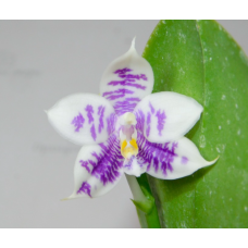 Phal. Hybrid №702