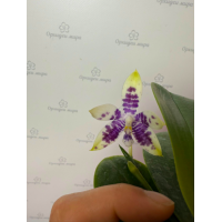 Phal. Hybrid №703