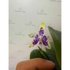 Phal. Hybrid №703