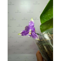 Phal. Hybrid №705