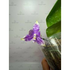 Phal. Hybrid №705