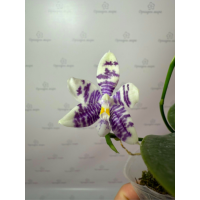 Phal. Hybrid №705
