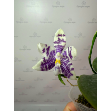 Phal. Hybrid №705