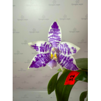 Phal. Hybrid №707