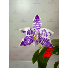 Phal. Hybrid №707