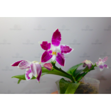 Phal. Hybrid №711