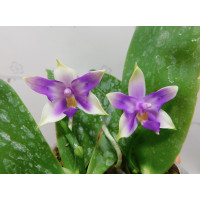 Phal. Bellina blue метелик
