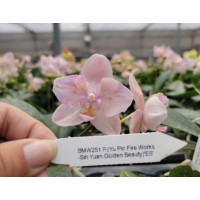 Phal. Yu Pin Fire Works-Sin Yuan Golden Beauty бабочка