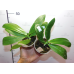 Фаленопсис Спеціоза Purple Paw (Speciosa Purple Paw)