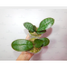 Фаленопсис Стюартина Нобилис (Stuartiana var. Nobilis × sib)