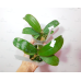 Фаленопсис Амабіліс Сурабая (Amabilis Surabaya)