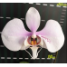 Фаленопсис Амабіліс Сурабая (Amabilis Surabaya)