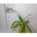 Пафиопедилум Laevigatum Red Diamond x Wilhelminiae