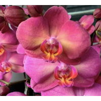 Phal. Fangmei Orange