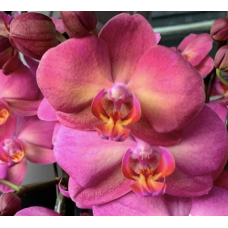 Phal. Fangmei Orange