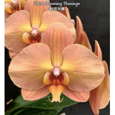 Phal. Flamingo