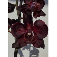 Phal. Malwa Zwart Phal. Malwa Zwart