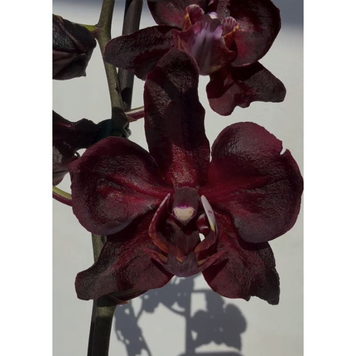 Фаленопсис (Malwa Zwart) Фаленопсис (Malwa Zwart)