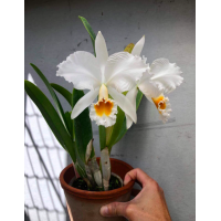 C. Percivaliana var Alba Canaima Maiandro x self C. Percivaliana var Alba Canaima Maiandro x self