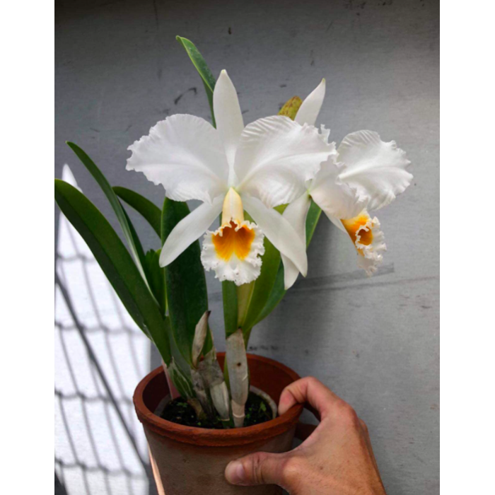 Каттлея (Percivaliana var Alba Canaima Maiandro x self) Каттлея (Percivaliana var Alba Canaima Maiandro x self)