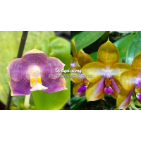 Phal. Mituo Blue Frog x Mituo GH King Star Blueberry Phal. Mituo Blue Frog x Mituo GH King Star Blueberry