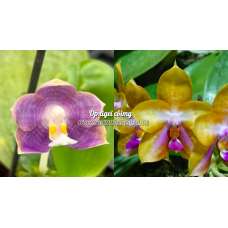 Phal. Mituo Blue Frog x Mituo GH King Star Blueberry