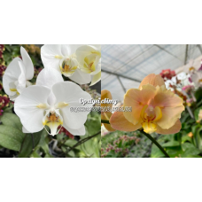 Phal. Sogo Yukidian бабочка x Sogo Yukidian x Sin Yuan Golden Beauty бабочка Phal. Sogo Yukidian бабочка x Sogo Yukidian x Sin Yuan Golden Beauty бабочка