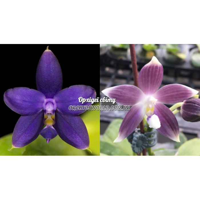 Фаленопсис (Violacea Indigo x Speciosa Blue)