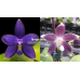 Фаленопсис (Phal. Violacea Indigo x Speciosa Blue)