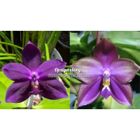 Phal. Yaphon GG x Mituo Blue Bear M5