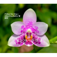 Phal. Mituo Sun King x Mituo King Bellina Snake Phal. Mituo Sun King x Mituo King Bellina Snake