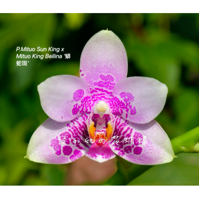 Фаленопсис (Mituo Sun King x Mituo King Bellina Snake) Фаленопсис (Mituo Sun King x Mituo King Bellina Snake)