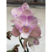 Phal. (Sin Yuan Golden Beauty - Juibo Red Rose) big lip метелик Phal. (Sin Yuan Golden Beauty - Juibo Red Rose) big lip метелик