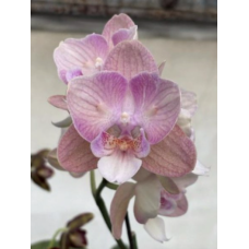 Phal. (Sin Yuan Golden Beauty - Juibo Red Rose) big lip метелик Phal. (Sin Yuan Golden Beauty - Juibo Red Rose) big lip метелик