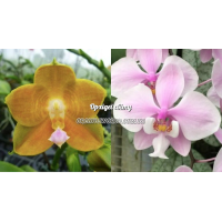 Phal. LDs Bear King 75 x Schilleriana