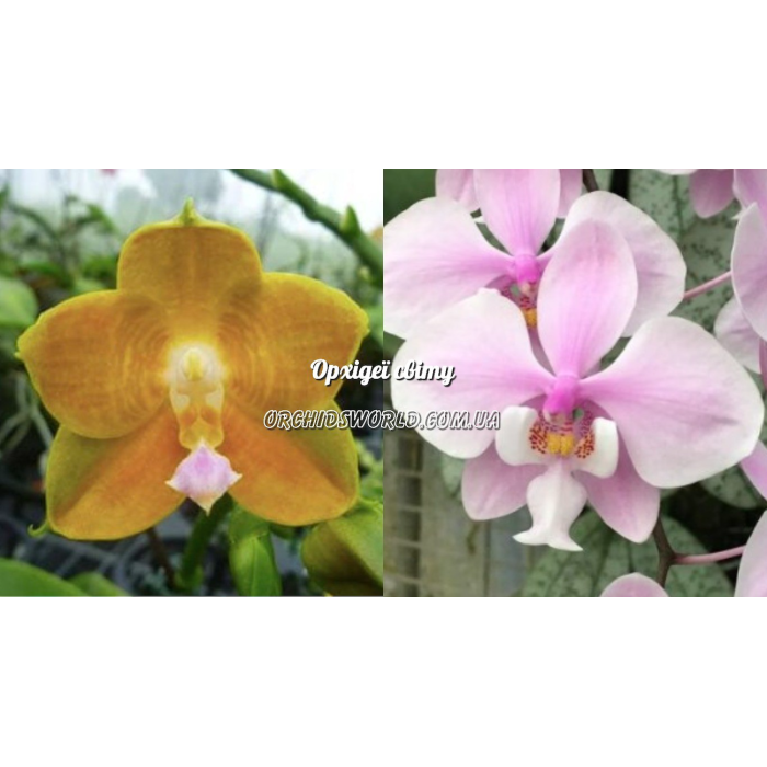 Фаленопсис (LDs Bear King 75 x Schilleriana)