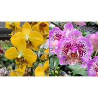 Phal. Stuartiana Yellow x Leopard Princess Golden Leopard