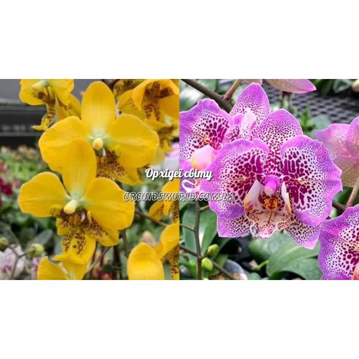 Фаленопсис (Stuartiana Yellow x Leopard Princess Golden Leopard)