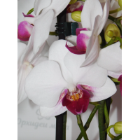Phal. Hybrid №712